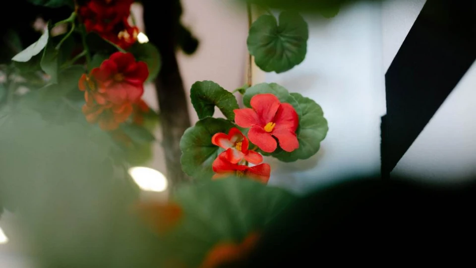 Detailaufnahme von roten Blumen mit grünen Blättern vor einer schwarz-weiß gestreiften Wand.
